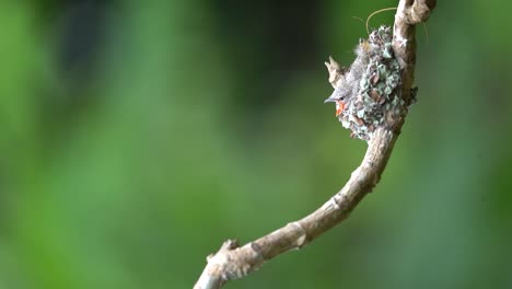 a-cute-small-minivet-bird-is-feeding-its-chicks-in-its-nest