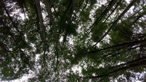 a upper shot of the sun beautifully illuminating the green treetops of tall trees in a forest clearing, panorama shot