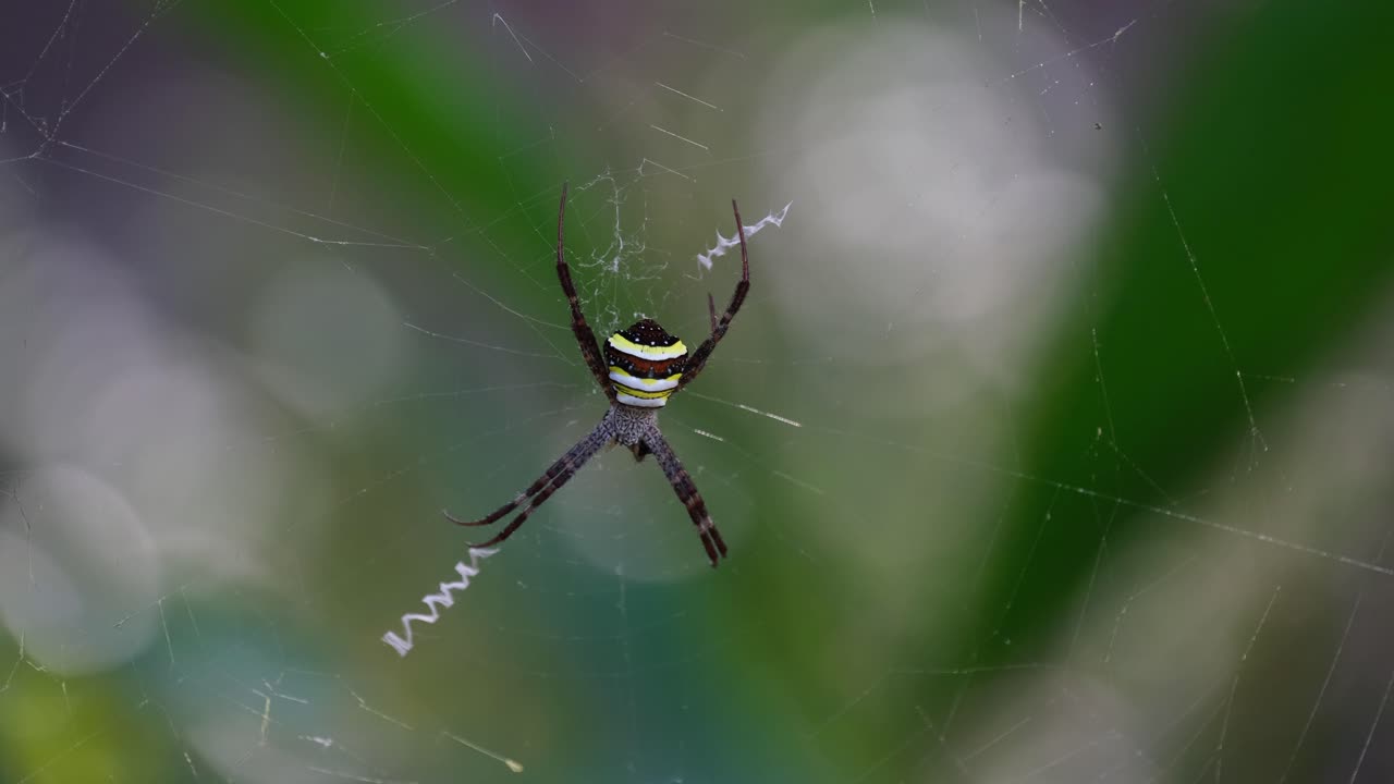 se ve moviendo sus patas mientras el viento sopla la telaraña en lo profundo del bosque, argiope keyserlingi orb-web spider, tailandia
