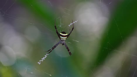 Seen-moving-its-legs-as-the-wind-blows-the-web-deep-in-the-forest,-Argiope-keyserlingi-Orb-web-Spider,-Thailand