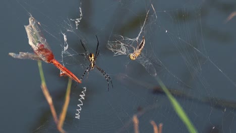 close shot of a spider in a web over the water with prey stuck in the strands of the spiders web