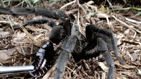 Tarantula-feeding-on-cockroach-close-up