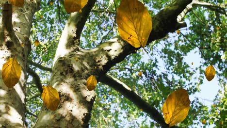 Animation-of-autumn-leaves-and-branches-against-low-angle-view-of-trees-and-blue-sky