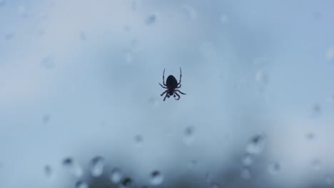 Kleine-Spinne,-Die-Beine-In-Zeitlupe-Bewegt,-An-Einem-Regnerischen-Tag