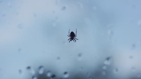 small spider moving legs in slow motion, on a rainy day