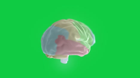 4k video of spinning digital human brain on green background.