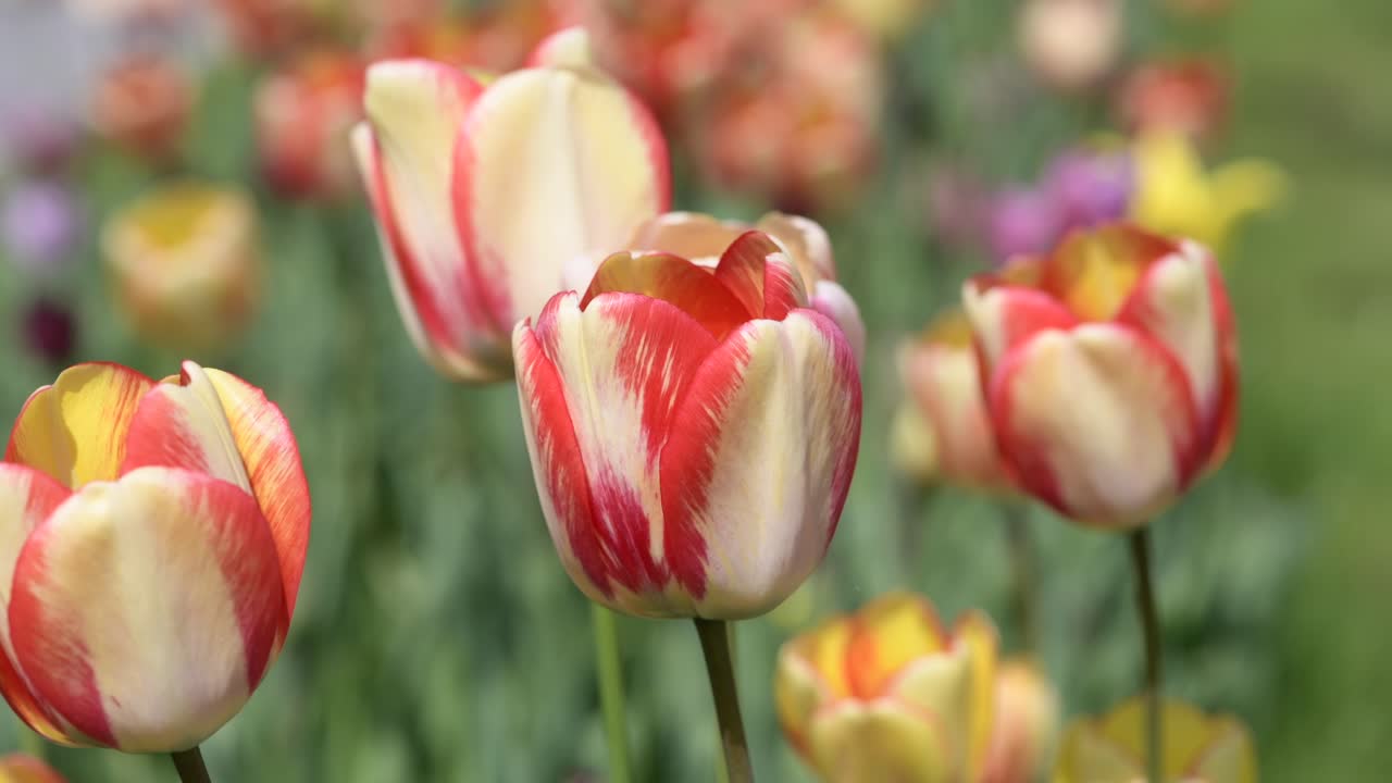 꽃이 피는 다채로운 립