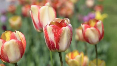 los coloridos tulipanes en flor