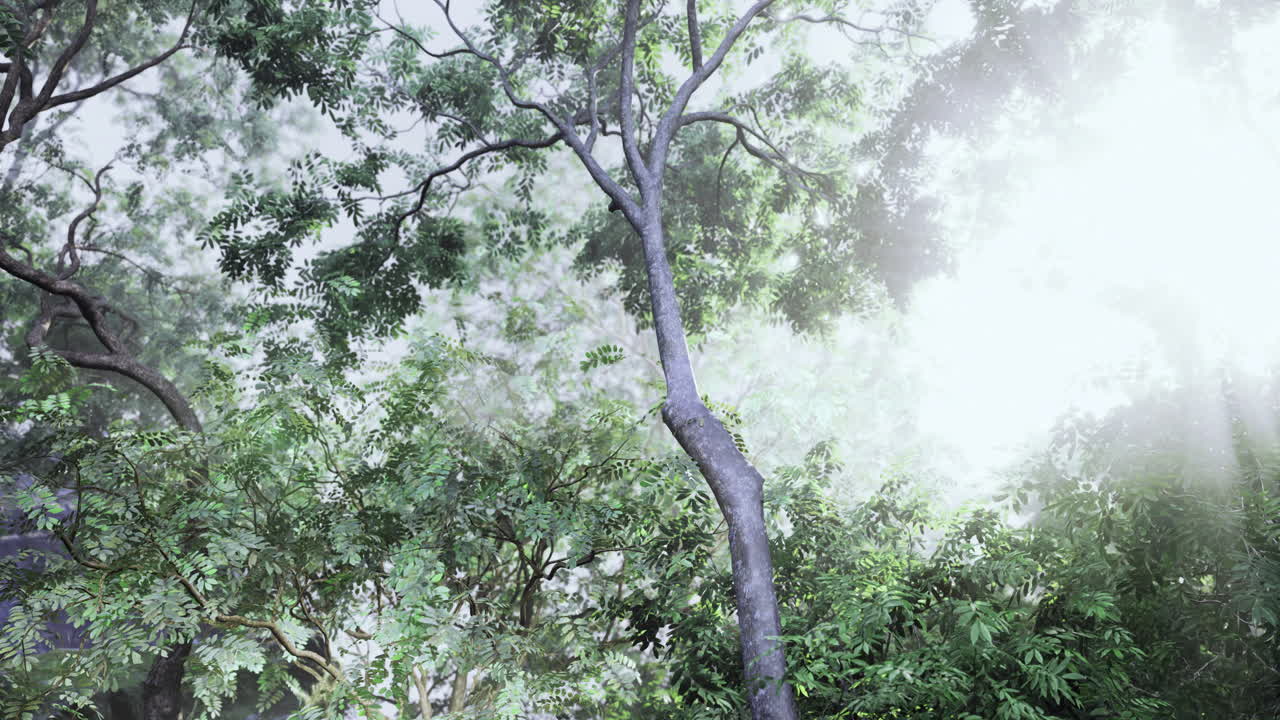 Lush Forest Scene with Sunlight and Fog