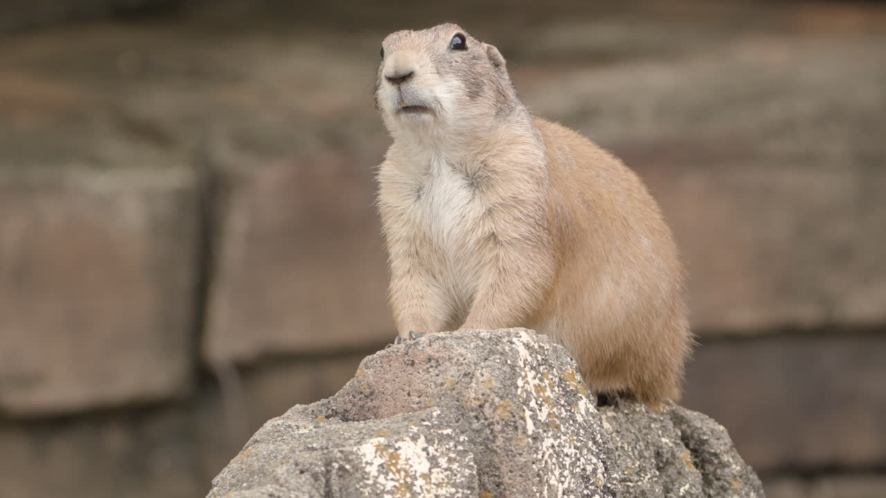 Watchful Black-tailed Prairie Dogs On Rock At Zoo