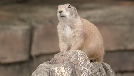 Wachsame-Schwarzschwanz-Präriehunde-Auf-Felsen-Im-Zoo