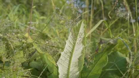 dew-kissed grass and leaves