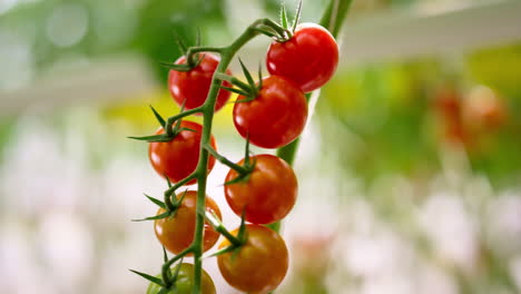 Rot-grüner-Tomatenstrauß-Am-Pflanzenstamm,-Nahaufnahme.-Makrohintergrund-Des-Appetitbuschs