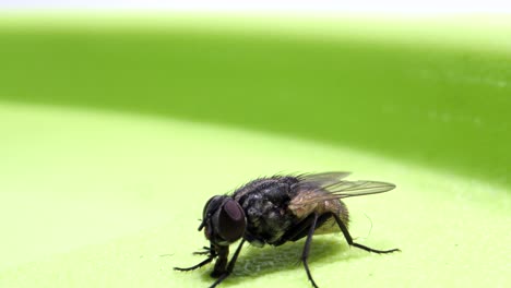 volando sentado en la caja y chupando_micro lente