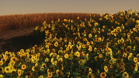 field of blooming sunflowers on a background sunset