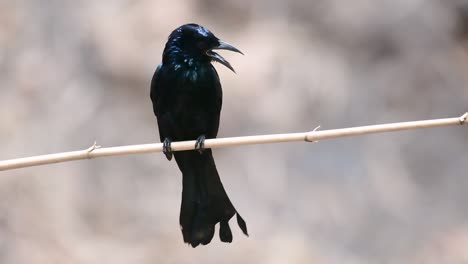 El-Drongo-Con-Cresta-De-Pelo-O-Es-Un-Ave-En-Asia-De-La-Familia-Dicruridae-Que-Era-Conespecífico-Con-Dicrurus-Bracteatus-O-Drongo-Con-Lentejuelas-En-El-Que-Puede-Ser-Difícil-Diferenciar-Entre-Sí