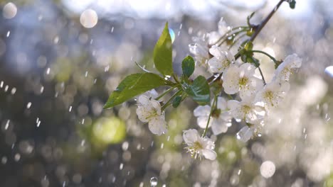 cherry blossom period. drops of spring rain fall on a cherry blossom. shot on super slow motion camera 1000 fps.