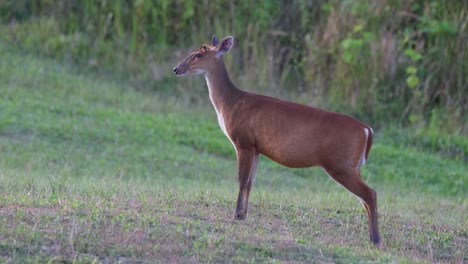 Still-Stehen,-Mit-Den-Ohren-Schnippen-Und-Auf-Die-Linke-Seite-Des-Bildes-Schauen,-Nationalpark-Khao-Yai,-Bellender-Hirsch-Muntjac,-Thailand