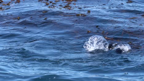 Un-Par-De-Nutrias-Marinas-Buceando-Bajo-El-Bosque-De-Algas-Marinas-De-La-Bahía-De-Monterey