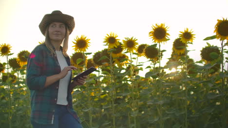 a biologist girl in a brown straw hat and plaid shirt is walking on a field with a lot of big sunflowers in summer day and writes its properties to her ipad for scientific article.