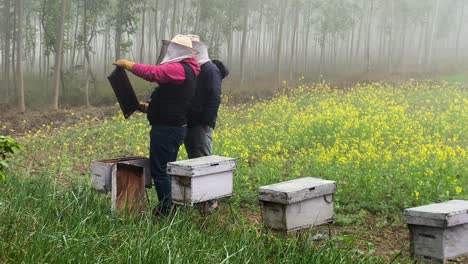 Two-beekeepers-at-work-on-a-foggy-morning-in-a-mustard-field-looking-into-the-beehives-to-checking-on-the-progress