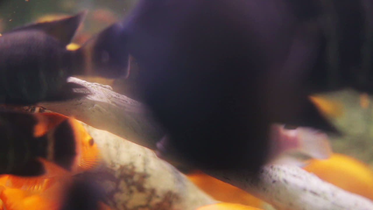 Akvarium 26