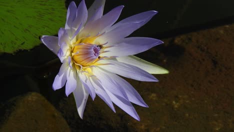 Beautiful-lilac-blue-water-lily-in-moving-crystal-clear-water-pond-visited-by-pollen-collecting-honey-bees-gently-swaying-in-the-wind