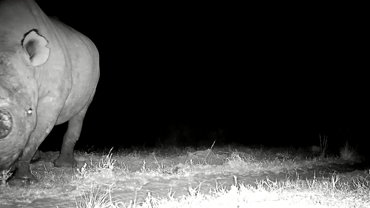 Black rhino walks up to motion sensor camera trap at night