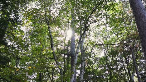 a beautiful forest on a fall day