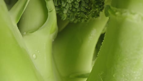 Ultra-close-up-of-green-vibrant-broccoli,-probe-lens-dolly-backward