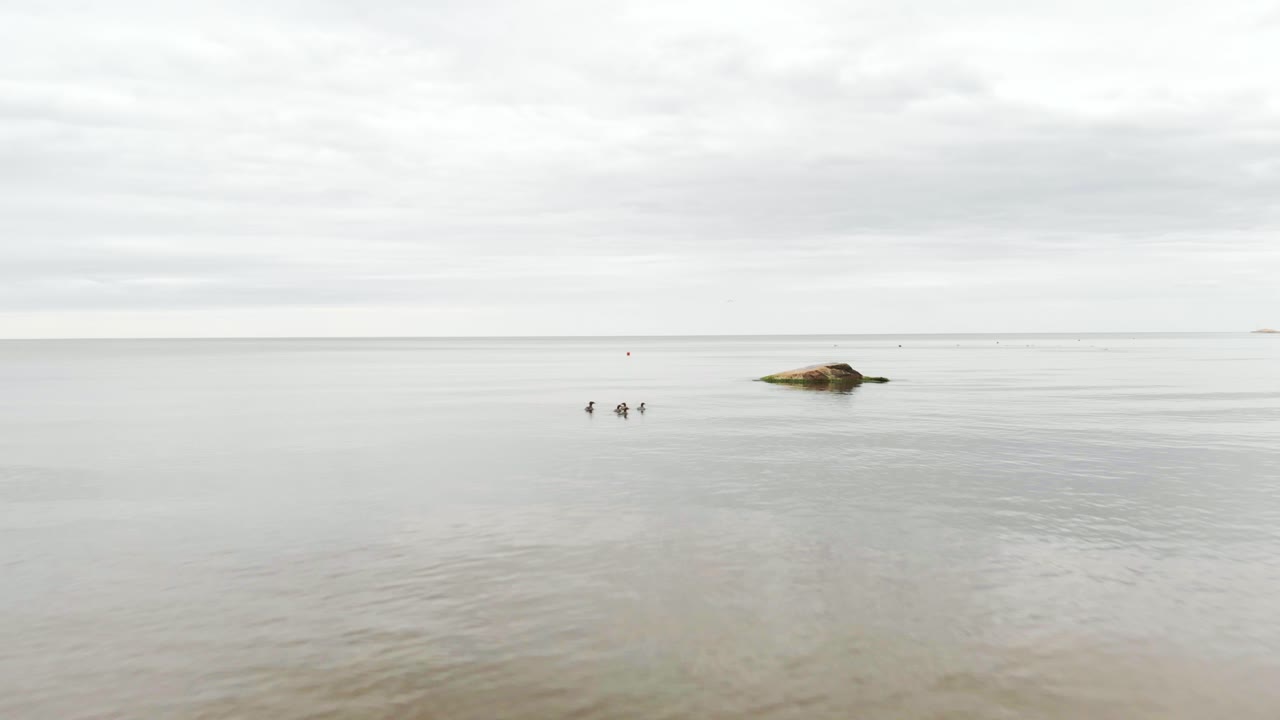 드론 움직임 공중으로 해양 수생 조류를 놀라게