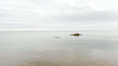 Freaking-out-marine-aquatic-birds-with-drone-movement-aerial