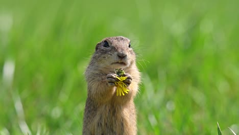 a ground squirrel stands in a grassy field while holding and nibbling on a dandelion flower. the bright green background and sharp focus on the animal highlight its expressive face and tiny paws.