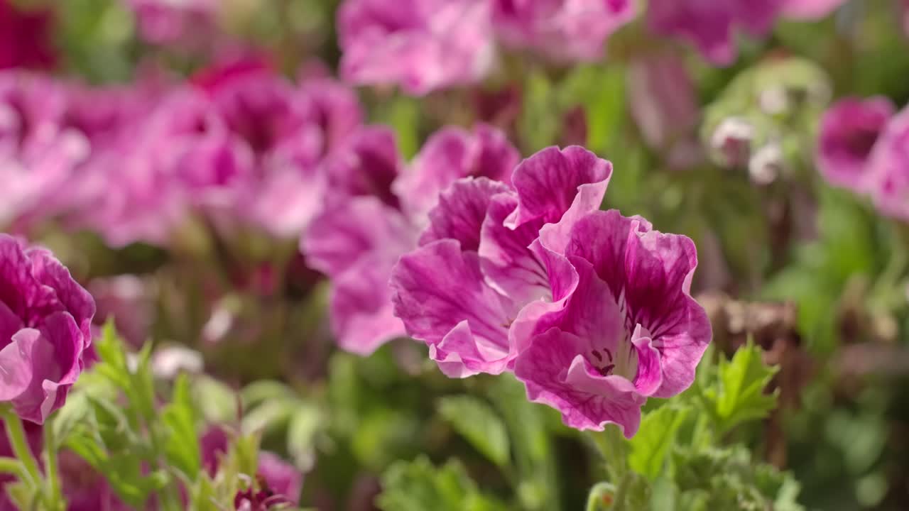 Beautiful pink roses flower in the garden
