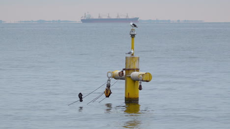 Gaviotas-Descansando-Sobre-Una-Estructura-Amarilla-En-La-Serena-Bahía-Del-Océano-4k,-Barco