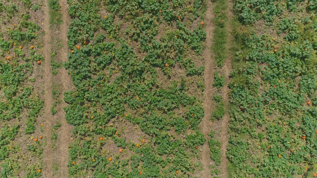una vista aérea de cerca de las tierras de cultivo amish y el campo con campos de calabaza en un día soleado de verano