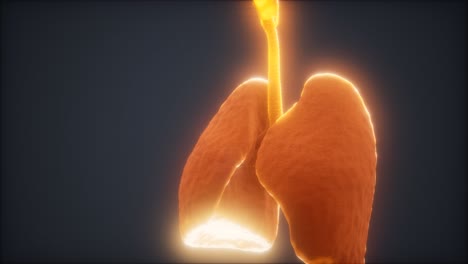 animación en 3d de los pulmones humanos