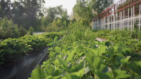 wide view of lush strawberry plants growing in orderly rows under warm sunlight near greenhouse structure, showcasing vibrant green leaves, natural environment