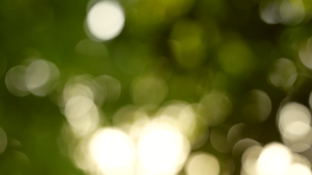 Foglie di betulla bagnate dalla calda luce del sole, che creano un bokeh sfocato verde e giallo