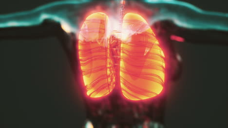 coronavirus disease covid-19 infection medical in human lungs