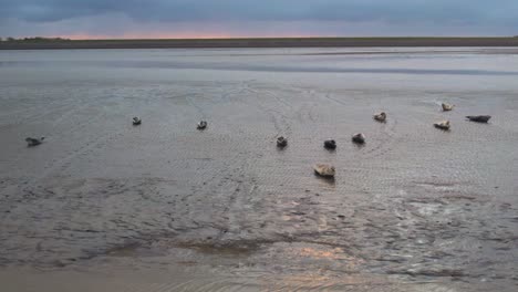 las focas grises descansan sobre las planicies intermareales en el mar de wadden, países bajos