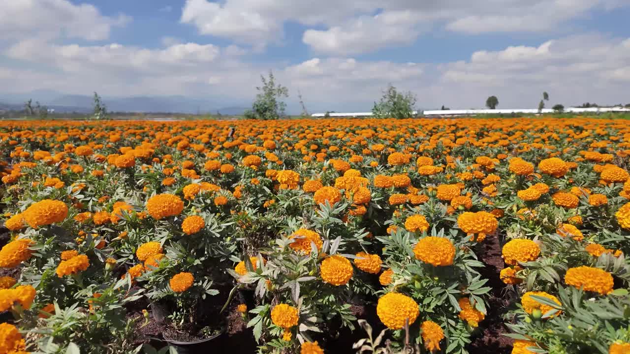 Primo piano di un campo di fiori di Cempasuchitl in una giornata di sole, Messico.