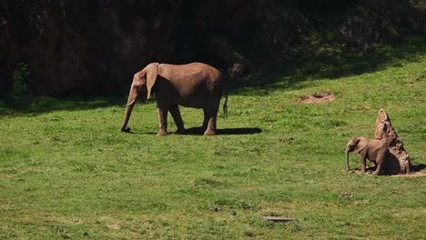 Elephants-walking-up-hill-in-nature