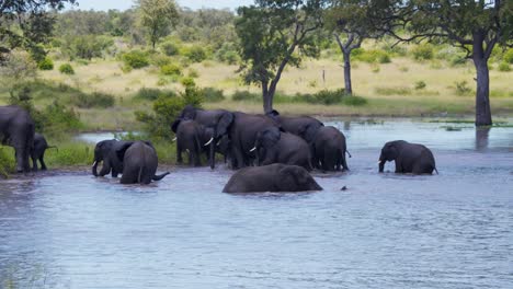 African-elephant-herd-coming-out-of-savannah-lake-after-bathing