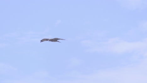 eagle-flying-in-sky-closeup-shot