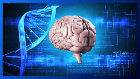 animación de la hélice de adn, la rotación del cerebro humano y el lenguaje informático sobre un fondo abstracto