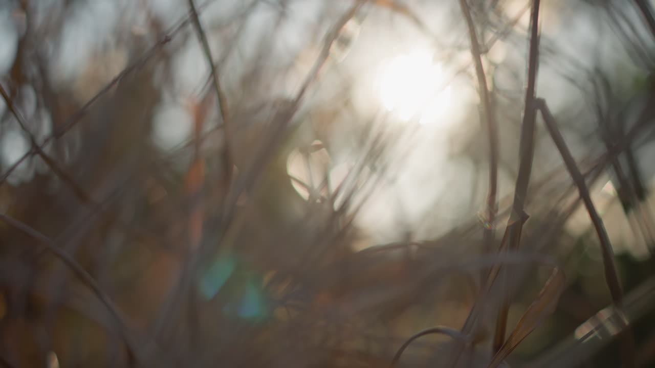 Nascer do sol projetando brilho através da vegetação ressecada. Luz da manhã filtra-se suavemente com tons de outono ao redor. Amanhecer suave ilumina com folhagem quente e embaçada e ambiente tranquilo