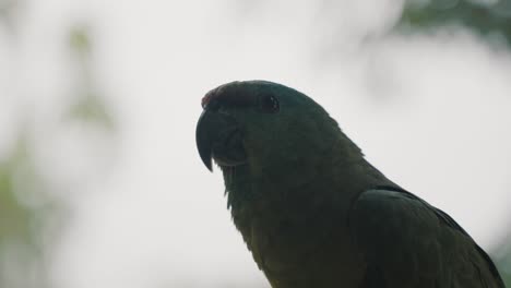 endangered festive parrot in the amazon rainforest of ecuador