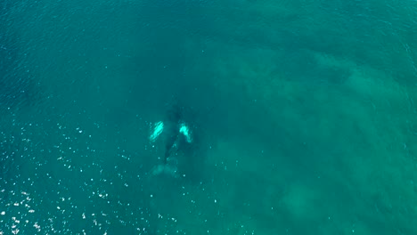 Excelente-Toma-Aérea-De-Una-Ballena-Jorobada-Nadando-Con-Su-Bebé-En-Maui,-Hawaii