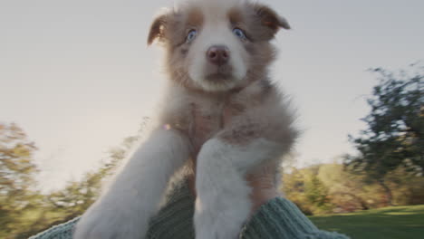 Happy-womanr-is-playing-with-a-cute-puppy---circling-him-in-his-arms